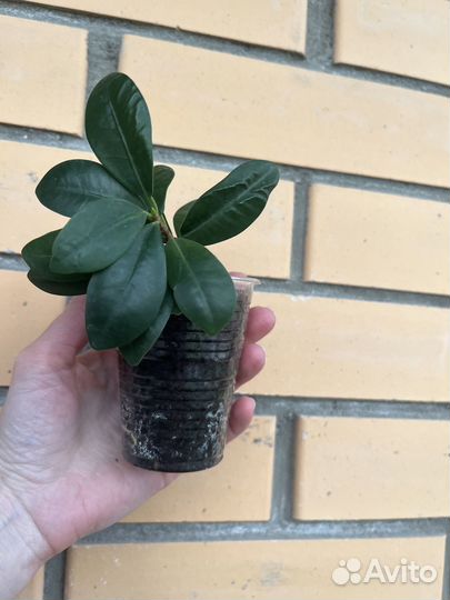 Фикус микрокарпа