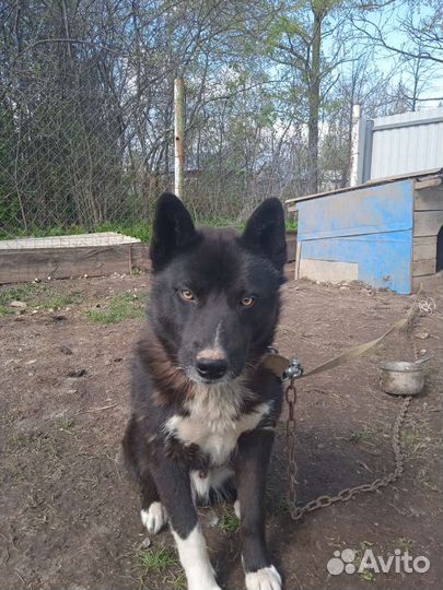 Отдам бесплатно