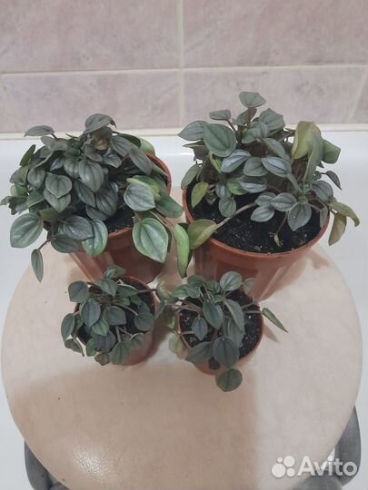 Комнатные растения