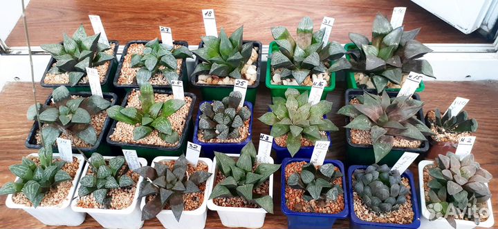 Haworthia – Хавортии коллекционные продаю