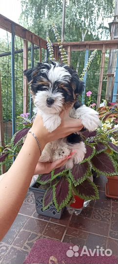 Щенки Бивер