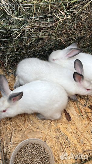 Кролики на племя