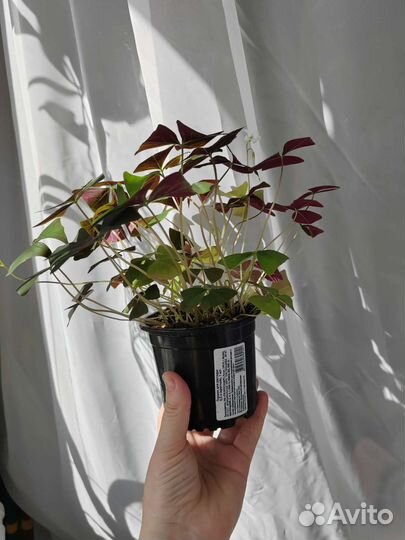 Оксалис кислица