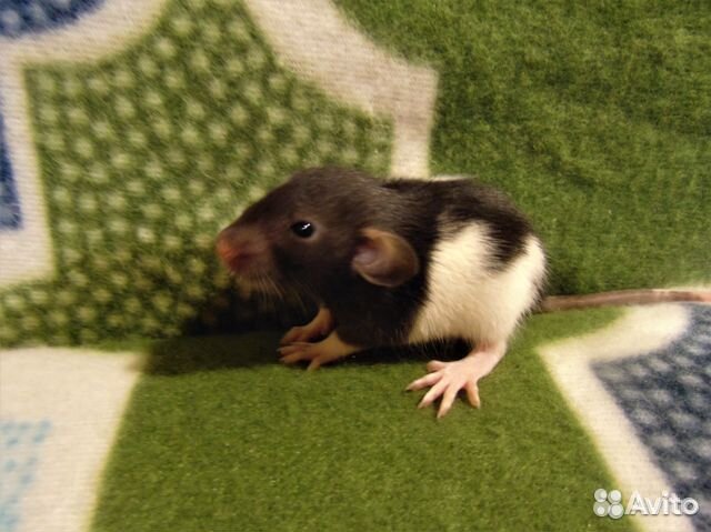 Крысы, крысята дамбо, стандарт, клетки