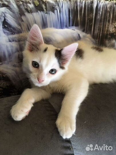 Отдам котенка в добрые руки