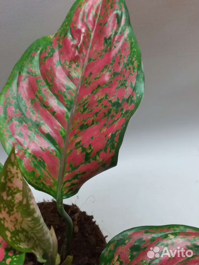 Аглаонема споттед стар