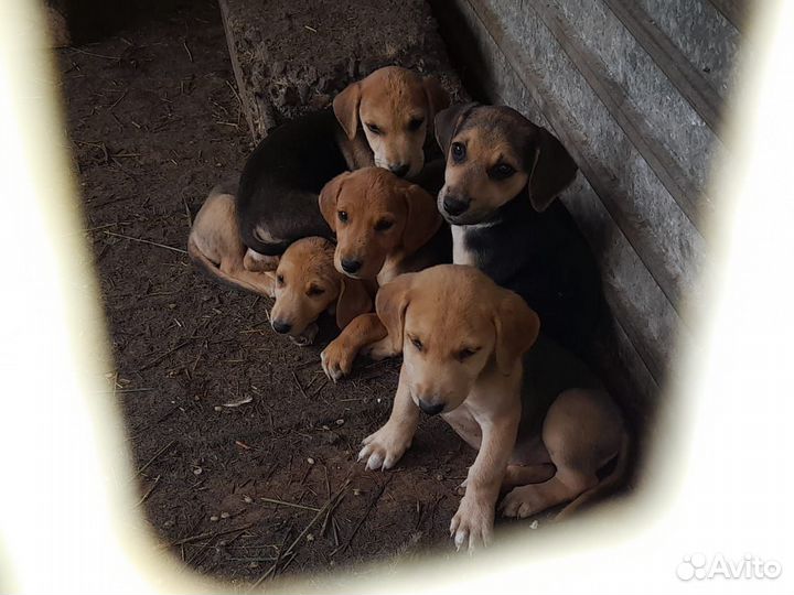 Щенки русской гончей