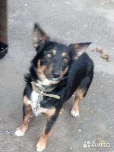 Жулька ищет дом