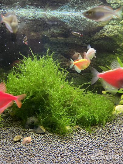 Яванский мох, гигрофила, наяс. Для аквариума