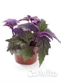 Цветок гинура