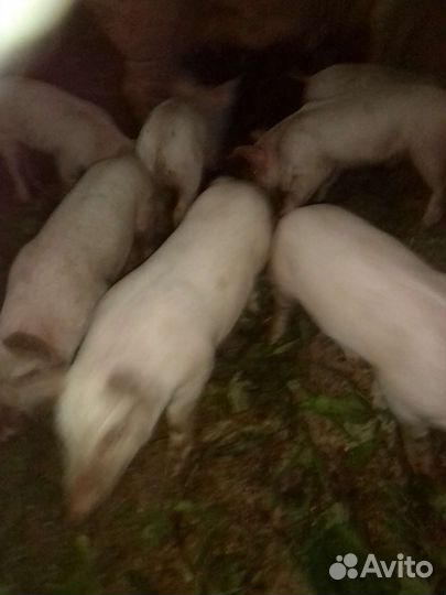 Поросята ландрас