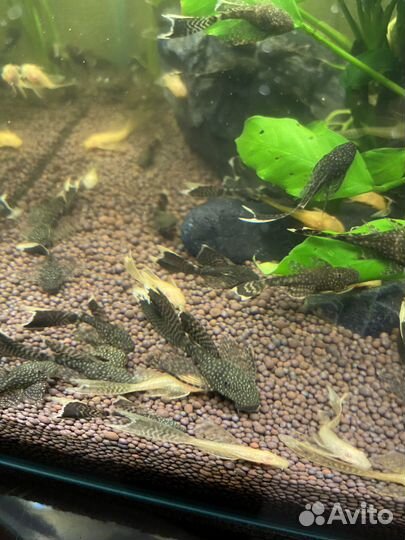 Сомики анциструсы вуалевые