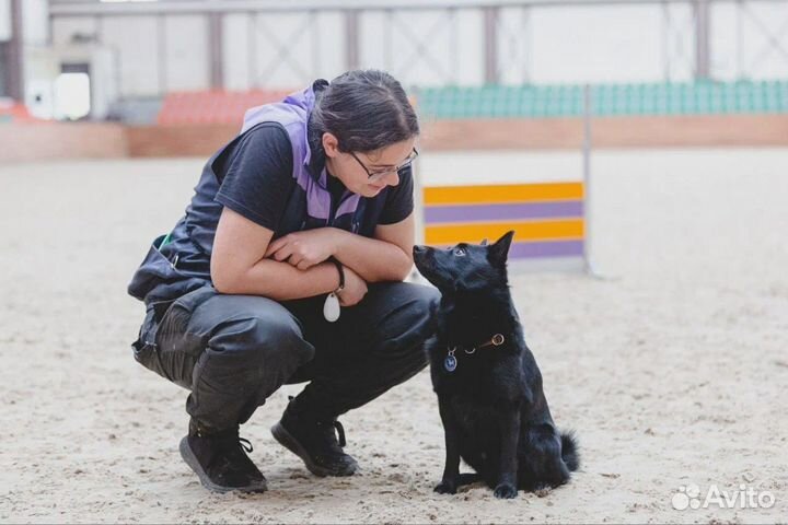 Дрессировка собак / Воспитание собак