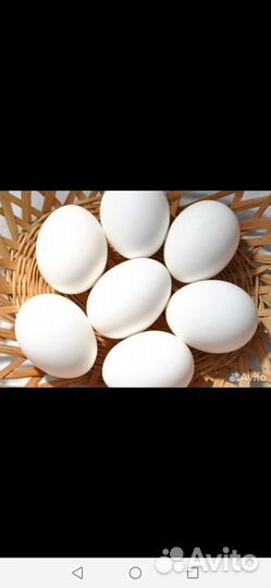 Яйца для инкубации