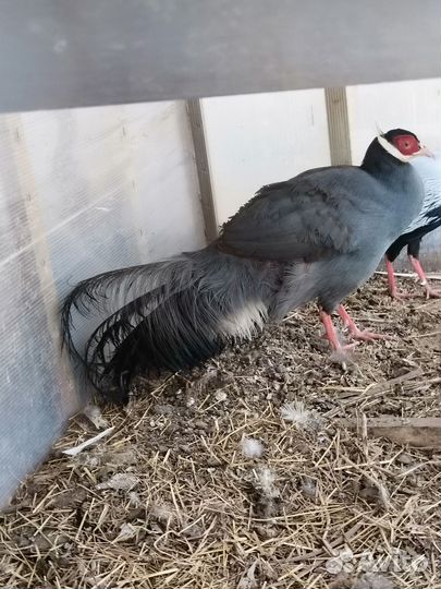 Крупный Фазан Синий ушастый самец 2 года