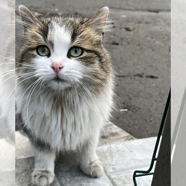 Взрослая, кошка в добрые руки