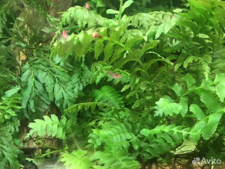 Редкий папоротник и мох(Болбитис мини)