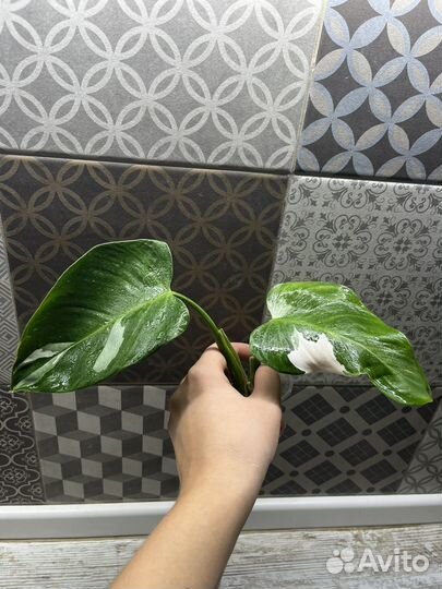 Филодендрон Белая принцесса