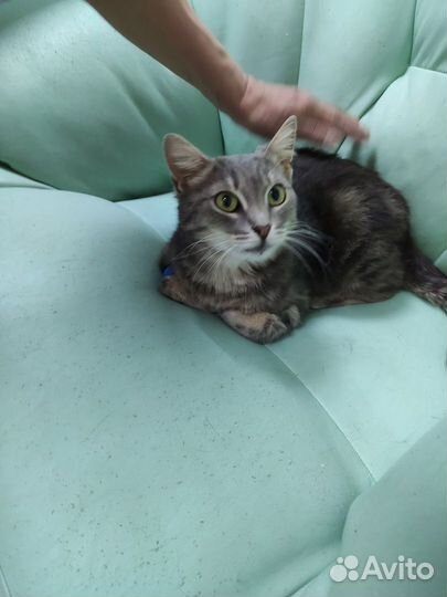 Кошечка в добрые руки