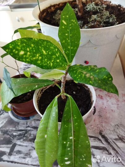 Кротон,фикус,драцена,дримиопсис,лиана