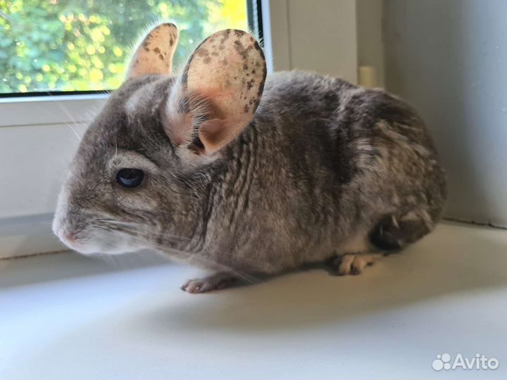 Шиншилла пара мальчик и девочка