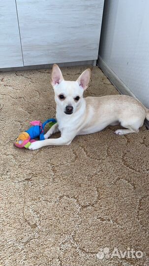 Вязка собак чихуахуа