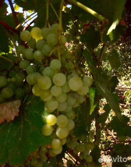 Виноград