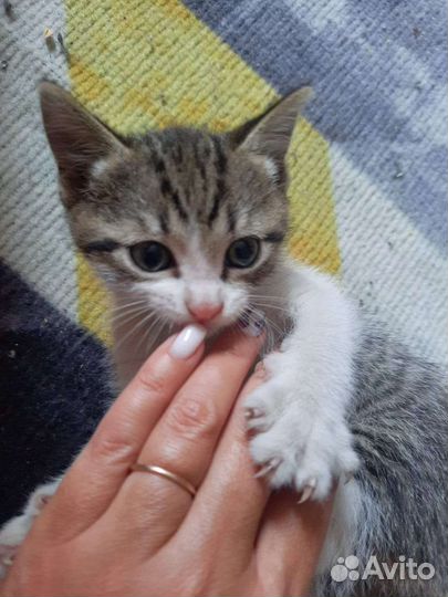 Котик в добрые руки