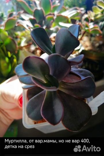 Суккуленты эконом виды