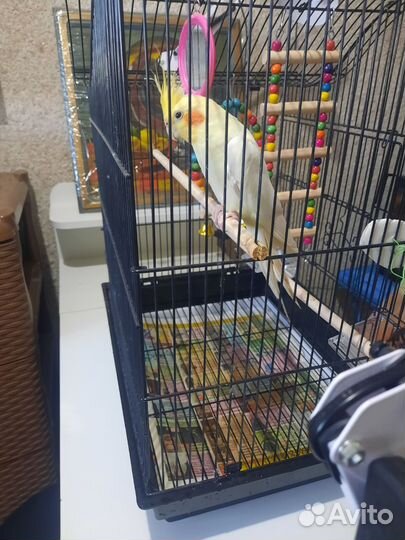 Продам попугая