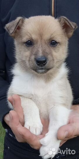 Отдам в добрые руки