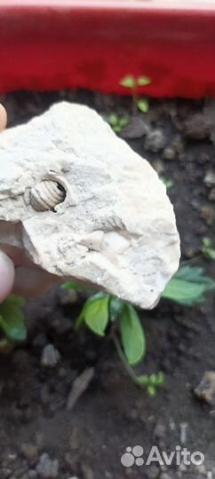 Ценный известковый камень минерал сувенир