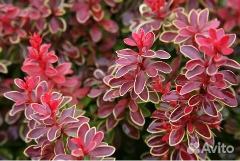 Барбарис Тумберга Адмирейшн