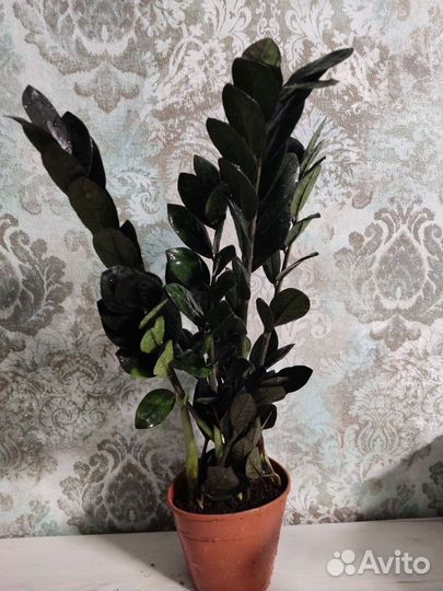 Замиокулькас равен