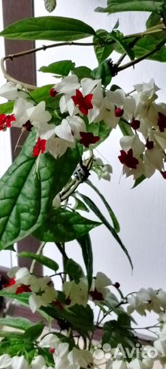 Клеродендрум томпсон