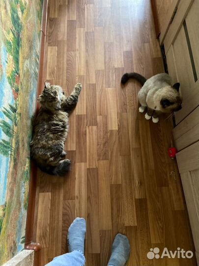 Кошка в добрые руки