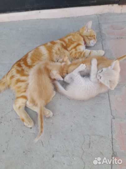 Котята отдам бесплатно