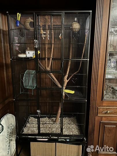 Сахарные поссумы