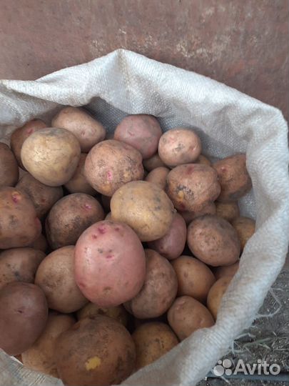 Картофель продам