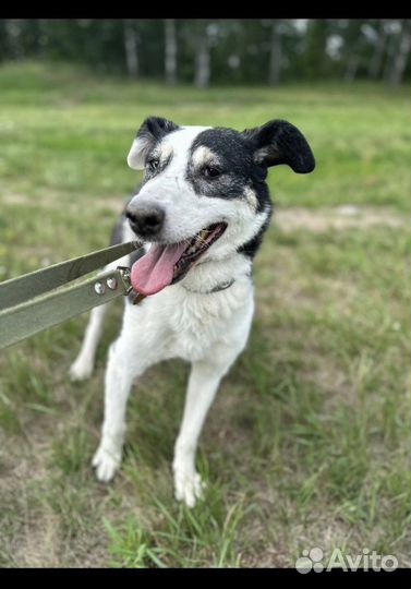 Отдам в добрые руки Нюра