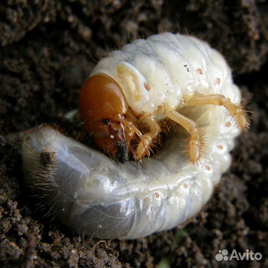 Опарыш, черви, дендробена, личинка майского жука