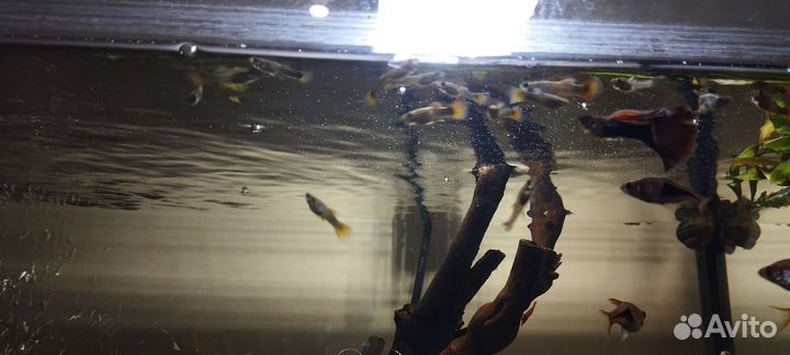 Рыбки гуппи (мальки)