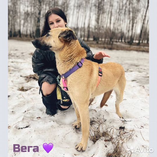 Собака в добрые руки