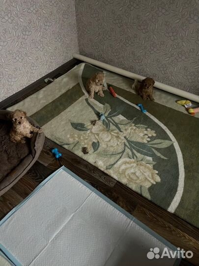 Щенки той пуделя