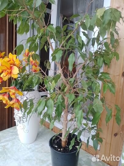 Фикус бенджамина