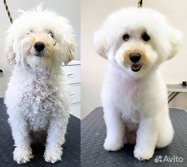 Груминг кошек и собак