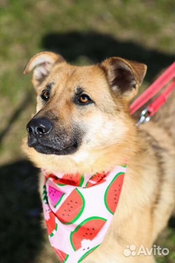 Сказочная Винки ищет дом