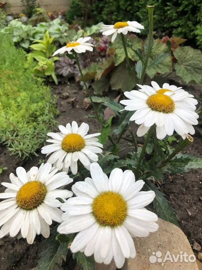 Ромашка, астра верестковая, иберис, лжеподсолн