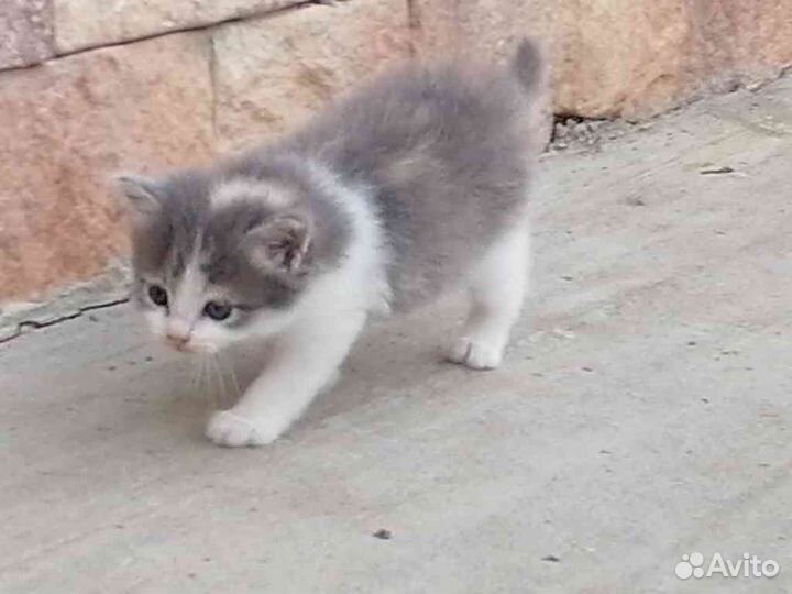 Котята в дар