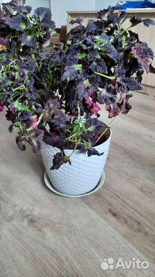 Цветок колиуса с горшком